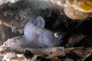 Maryland Prints: Naked Goby Guarding Eggs
