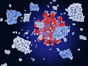 Pathological Prints: Nanobodies block SARS-CoV-2 infection