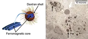 Scale Prints: Nanoparticles, Medicine
