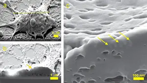 Ions Prints: Nanoparticles, Neural Cell, SHIM