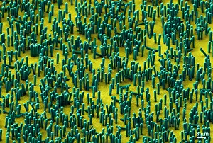 Scale Prints: Nanowire Lithium-ion Batteries, scanning electron micrograph
