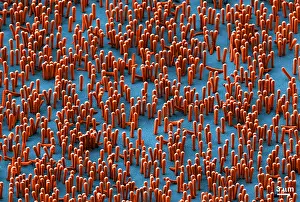 Scale Prints: Nanowire Lithium-ion Batteries, scanning electron micrograph