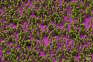 Nanowire Lithium-ion Batteries, scanning electron micrograph