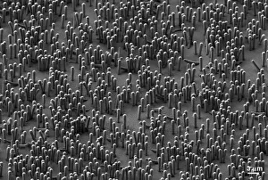 Scale Prints: Nanowire Lithium-ion Batteries, under a microscope (SEM)