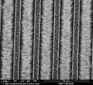 Scale Prints: Nanowires, Nanowalls, under a microscope (SEM)