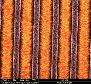 Scale Prints: Nanowires, Nanowalls, scanning electron micrograph