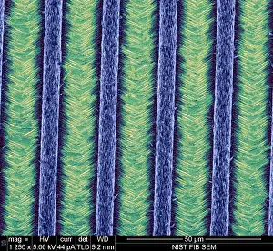 Engineering Prints: Nanowires, Nanowalls, scanning electron micrograph