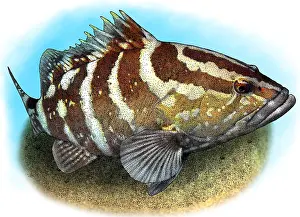 Striatus Prints: Nassau Grouper
