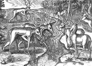 Found Prints: Native American Indians Camouflaged for Deer Hunt, 16th Century