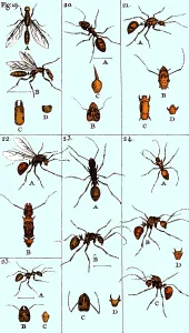 Household Prints: Natural History of Ants, 1802
