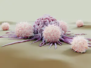 Natural Prints: Natural killer cells attacking a cancer cell