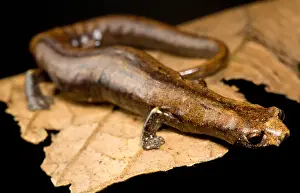Development Prints: Nauta Palm Foot Salamander