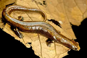 Development Prints: Nauta Palm Foot Salamander