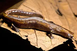 Development Prints: Nauta Palm Foot Salamander