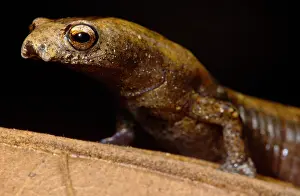 Development Prints: Nauta Palm Foot Salamander