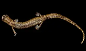 Development Prints: Nauta Palm Foot Salamander