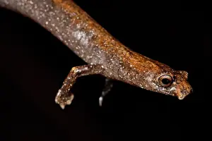 Development Prints: Nauta Palm Foot Salamander
