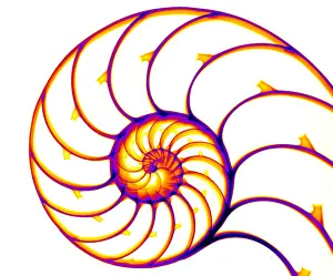 Spirals Prints: Nautilus