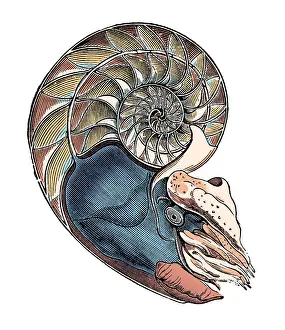 Monster Prints: Nautilus, Cephalopod
