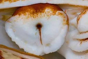 Collection Prints: Nautilus Eye