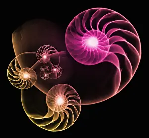 Math Prints: Nautilus Shells, X-Ray Collage