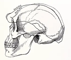 Archeology Prints: Neanderthal Skull