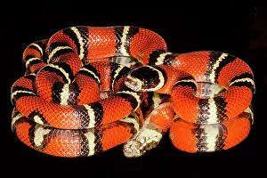 Mexican Prints: Nelson's milksnake (Lampropeltis triangulum nelsoni)