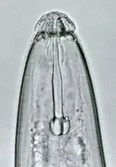 Zoology Prints: Nematode under a microscope