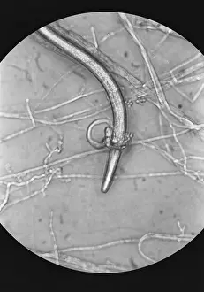 Zoology Prints: Nematode Snared by Predatory Fungus (LM) under a microscope