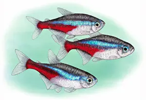 Horizontal Prints: Neon tetras