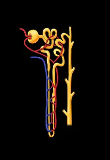 Collection Prints: Nephron, Illustration
