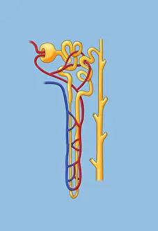 Capillary Prints: Nephron of the Kidney, Illustration