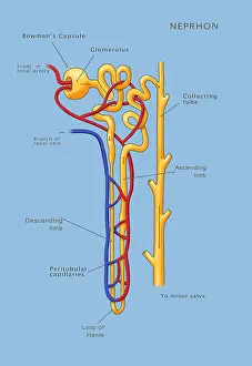 Trending: Nephron of the Kidney, Illustration