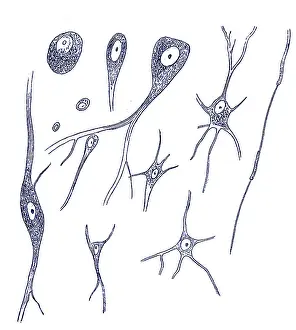 Science Prints: Nerve Cell Types, Von Kolliker, 1852