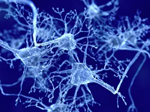 Neurological Prints: Nerve cells, artwork