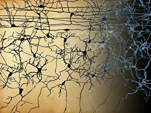 Senses Prints: Nerve cells, artwork