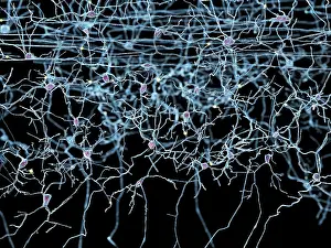 Senses Prints: Nerve cells, artwork