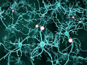 Neurological Prints: Nerve cells, artwork