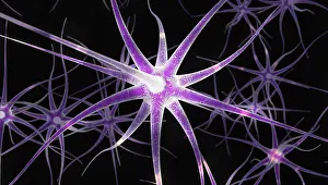 Science Source Collection Prints: Nerve Cells, Illustration