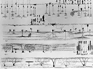 Best Sellers Prints: Nerve Structure of the Retina