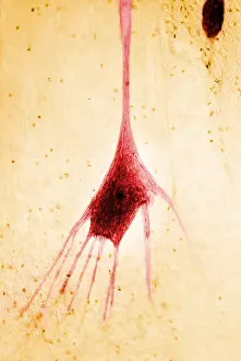 Fibers Prints: Nervous System, Human Neuron, light micrograph