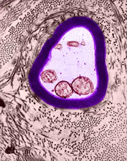 Neurone Prints: Nervous System, Myelinated Axon, TEM