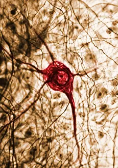 Cord Prints: Nervous System, Neuron, TEM