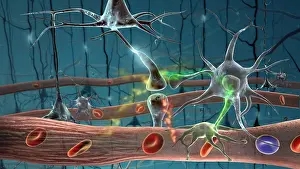 System Prints: Nervous System, Neurons