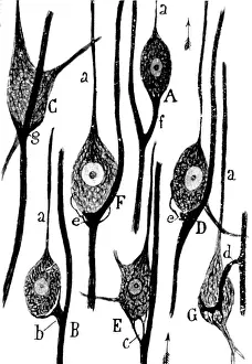 Best Sellers Part IV Prints: Neural Connections Illustration, Ramon y Cajal