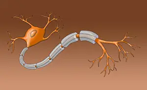 Dentrite Prints: Neuron with Healthy Myelin Sheath