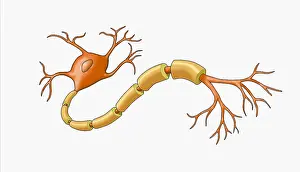 Dentrite Prints: Neuron with Healthy Myelin Sheath
