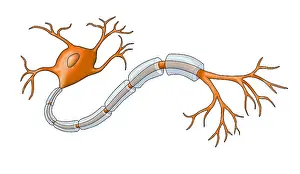 Dentrite Prints: Neuron with Healthy Myelin Sheath
