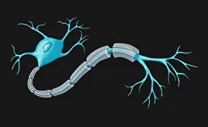 Nerve Prints: Neuron with Healthy Myelin Sheath