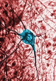 Best Sellers Part IV Prints: Neuron, or nerve cell, microscopic photo, TEM, blue and red